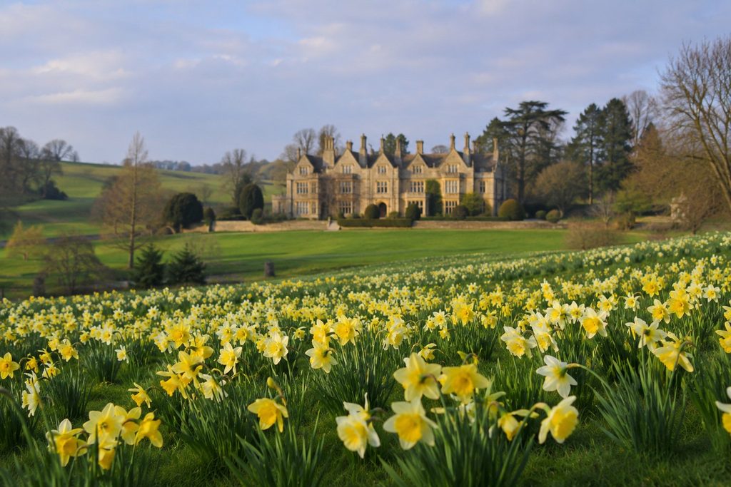 English manor house with field of daffodils