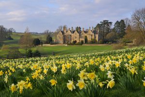English manor house with field of daffodils
